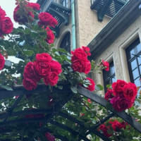 KIOI ROSE WEEK 2025