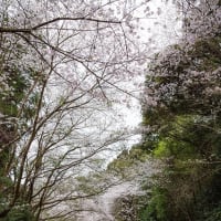 森山 桜のトンネルと手動運転