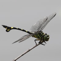ウチワヤンマ