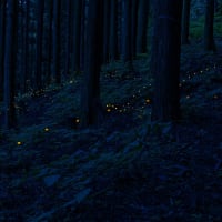 ヒメボタル 東京都内の生息地