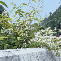 ウツギの花