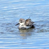 水浴びを始めた、トウネン。