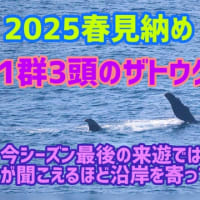 見納め！！今季最後の来遊、ザトウクジラたち。