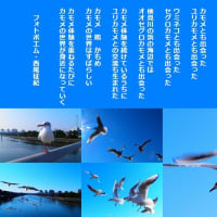 カモメの世界