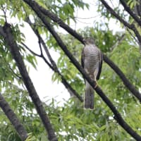 心に残る情景*「鳥景」見沼の小さな森、ツミの家族