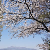 桜とオンライン会議！！