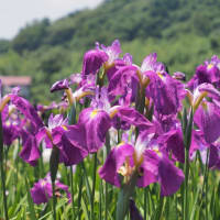 ときがわ花菖蒲園
