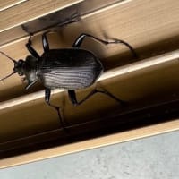 この虫はなんでしょう？