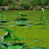 ６月８日鶴見緑地の庭園池　コチドリ２羽