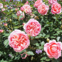 松阪市「松阪農業公園ベルファームの薔薇」見てきました～(^^)№1　2024