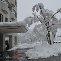 雪降りました。