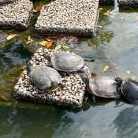 赤猫異聞　浅田次郎