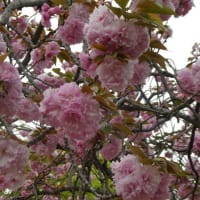 舞鶴公園で見たボタン桜
