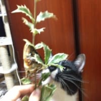 あずきの豆まき