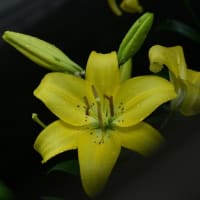 花菖蒲の季節