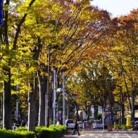 高尾の紅葉