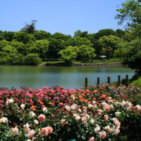 蜻蛉池公園のバラ