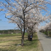 猪苗代　桜満開です。