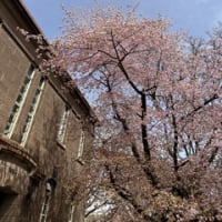 資料館の桜