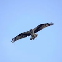 06/15探鳥記録写真：遠賀川河口の鳥たち（ミサゴの飛翔、）