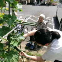 ケアライフ柳原　畑のきゅうり