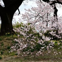 寒の戻り