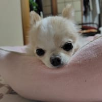 整形外科に行って来ました