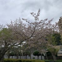 24/4/13（土）　リアル色鉛筆画教室