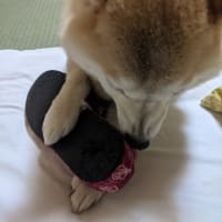 小桃とスリッパ2