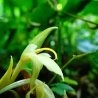 ミョウガの花が咲きました！（板橋区立赤塚植物園 2025.7.13 撮影）