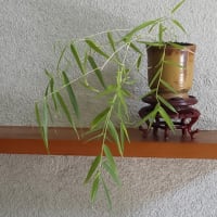 贈答いろいろ