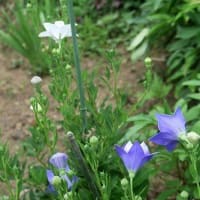♪りんりんりんどぉぉ♪の「２色リンドウ開花」。