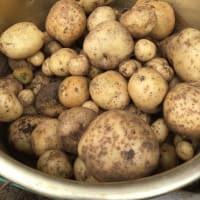 アリの知能とクラウドコンピュータ