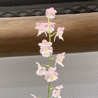 エビネもまた良し