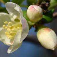 鉢植えのボケ（４） 「安田錦」