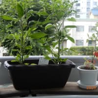 ベランダは夏の花ざかり