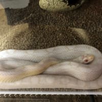 ミルキー