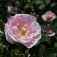 薔薇の咲く夏の日1-2