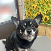 わんこの性格もいろいろです