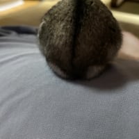 ハムスターとたわむれる