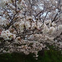 やっと桜！