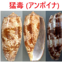 石川善一：回覧板１（注意）