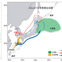 日本科学研究機関によるスルメイカ韓国西海（黄海）の漁獲情報除外の不具合　　リポート　北海道機船漁業協同組合連合会　原口聖二