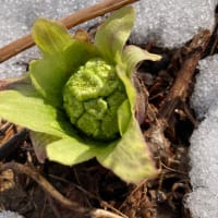 ブンブンブン　ハチがとぶ