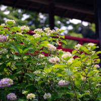 本土寺（その2：紫陽花いろいろ）