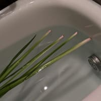 　菖蒲湯