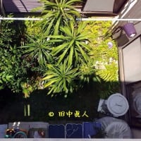 天候不順によって作業日程は順延送りにやっと動いた庭木伐採作業