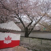 醍醐寺の桜
