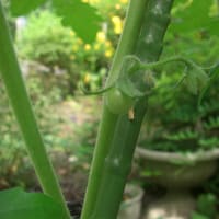 ミニトマト可愛い実をつけ始めました！（スイカやカボチャも）
