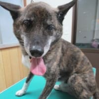 凛々しいお客様と、可愛いお客様